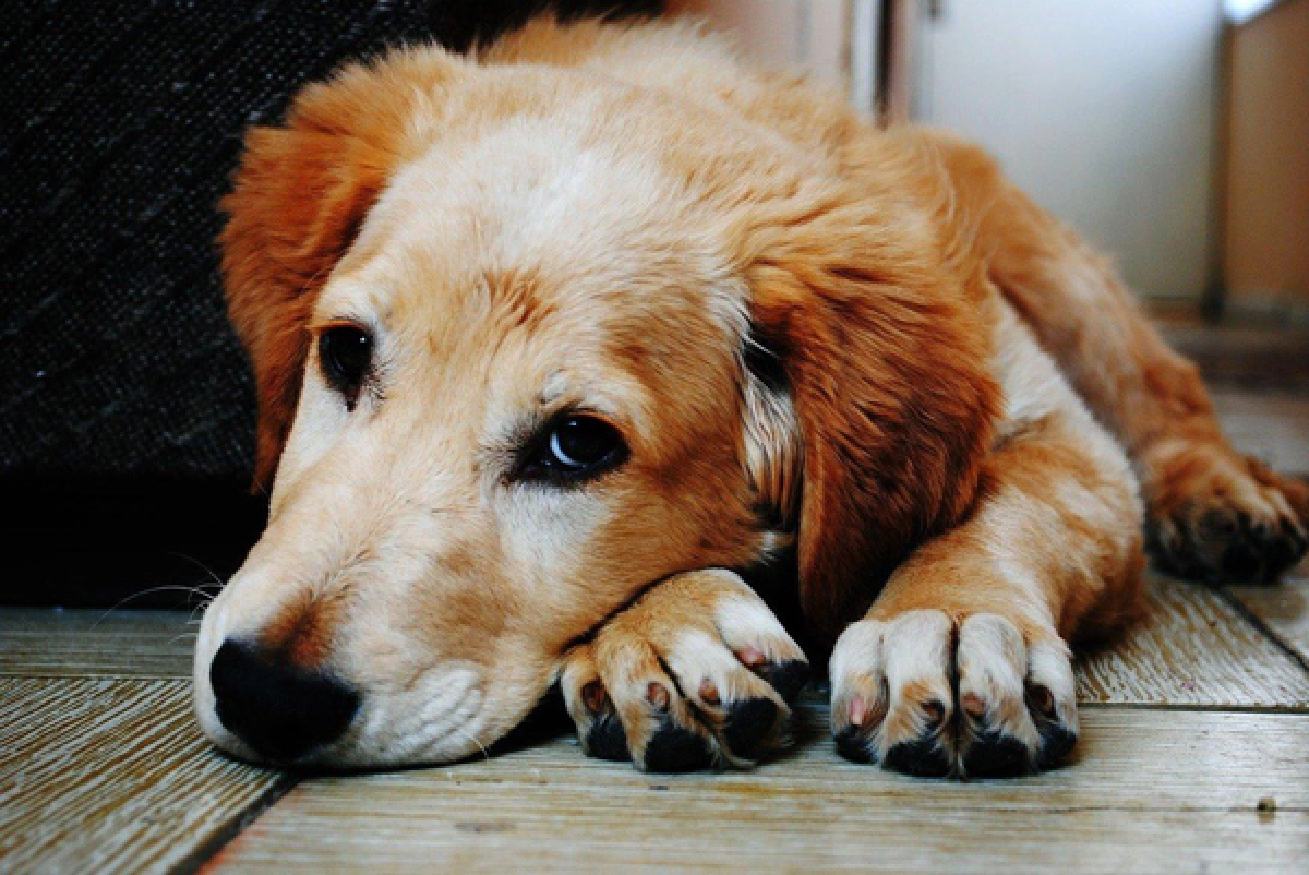 Фото: pixabay.com