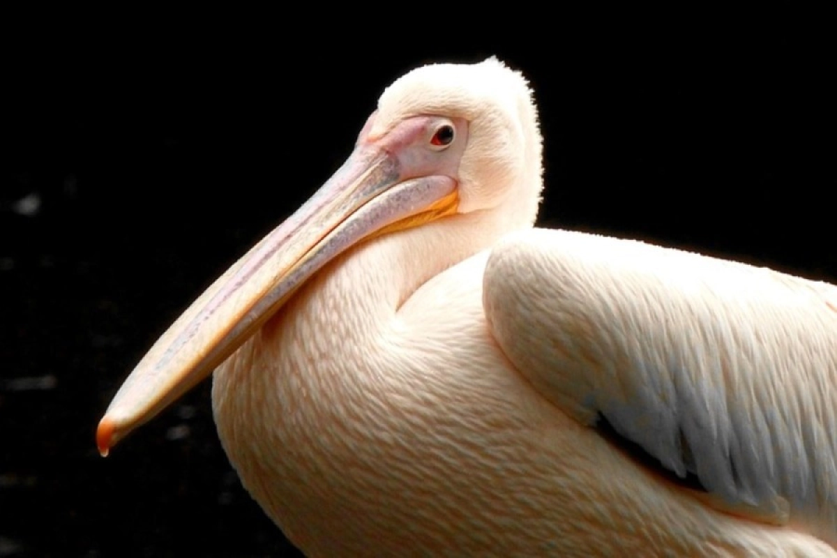 Фото: pixabay.com