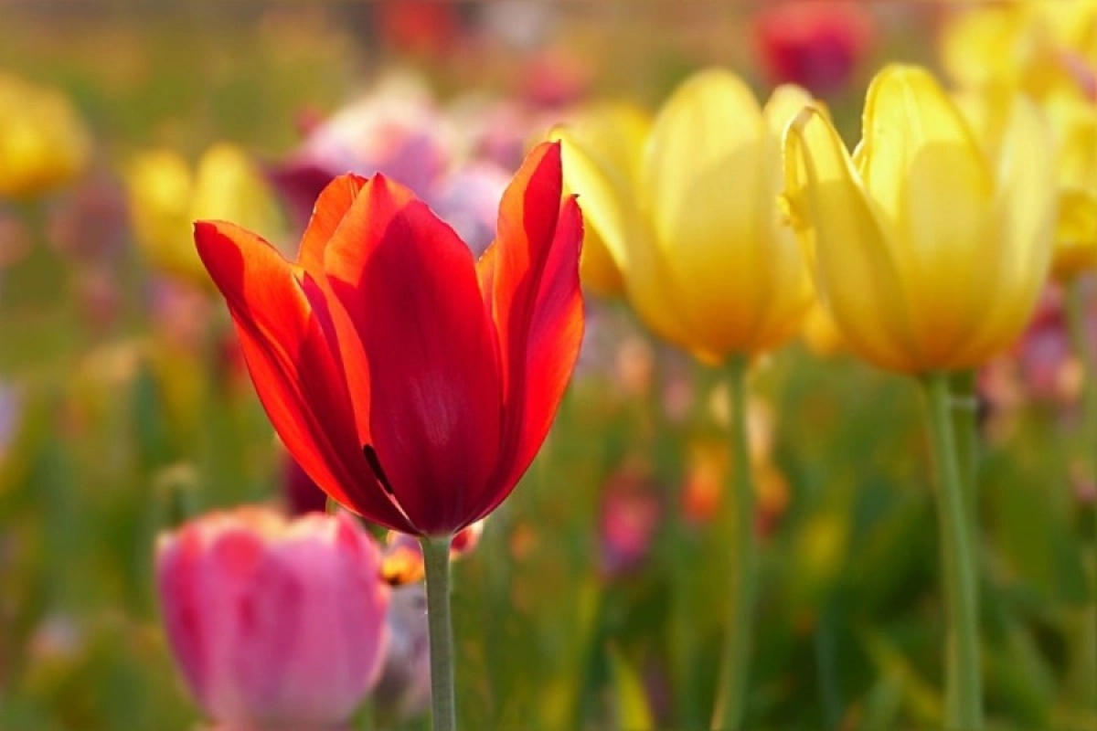 Фото: pixabay.com