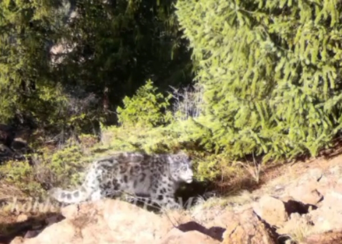 Кадр с видео