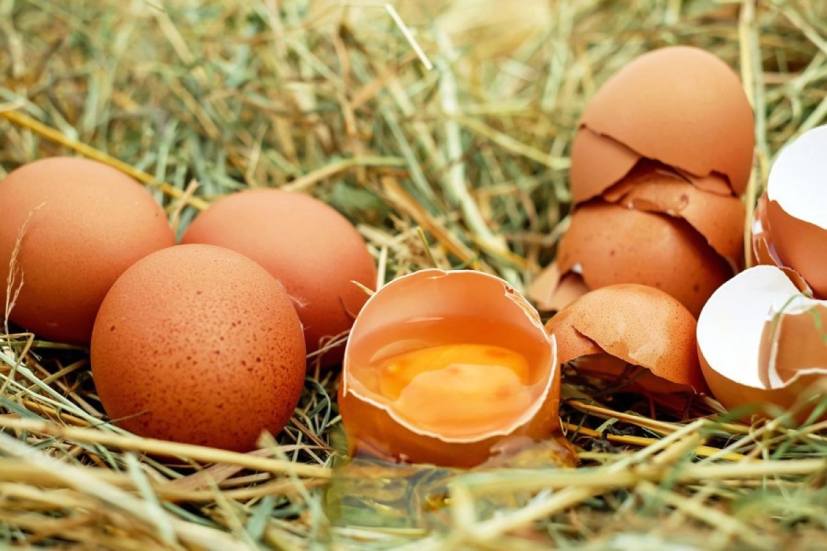 Фото: pixabay