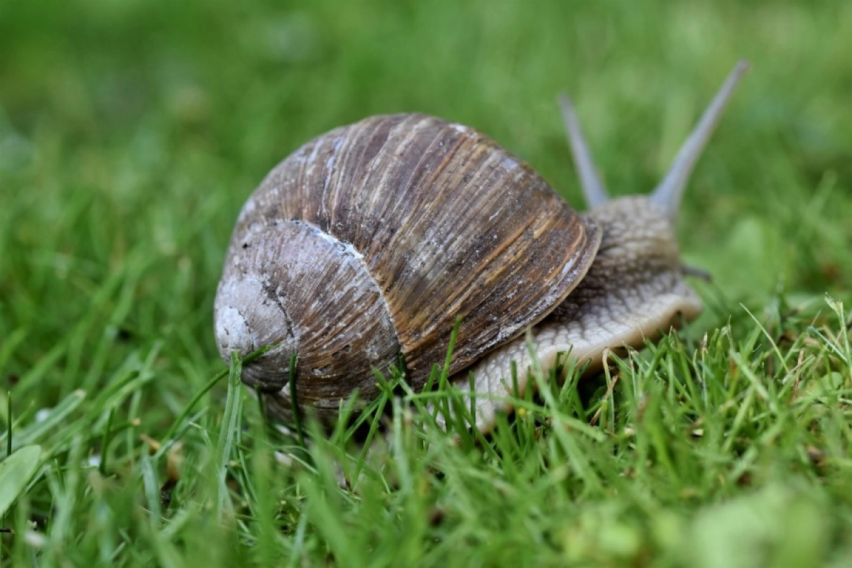 Фото: pixabay