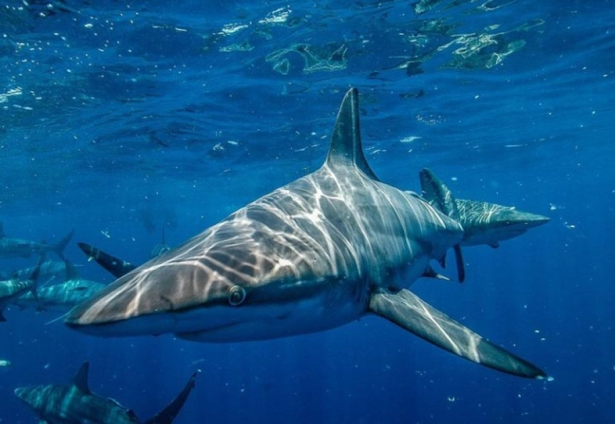 Фото: pixabay.com