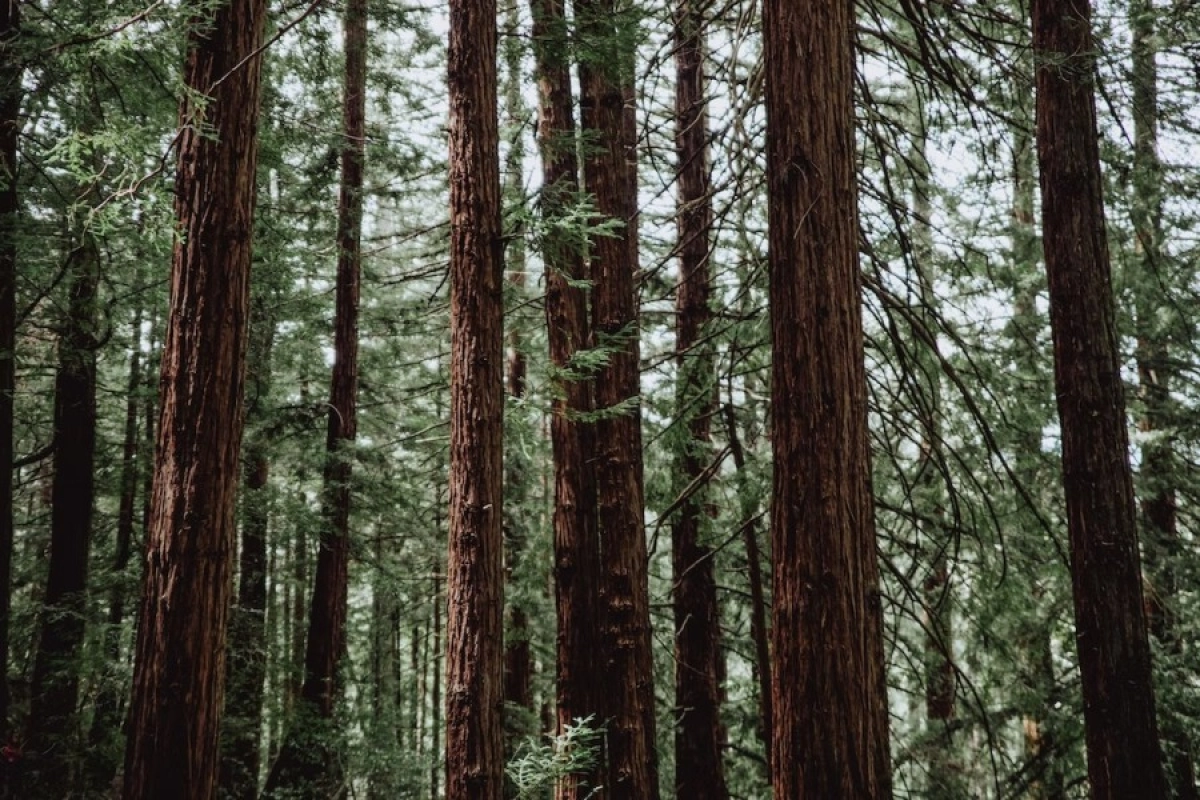 Фото: Unsplash