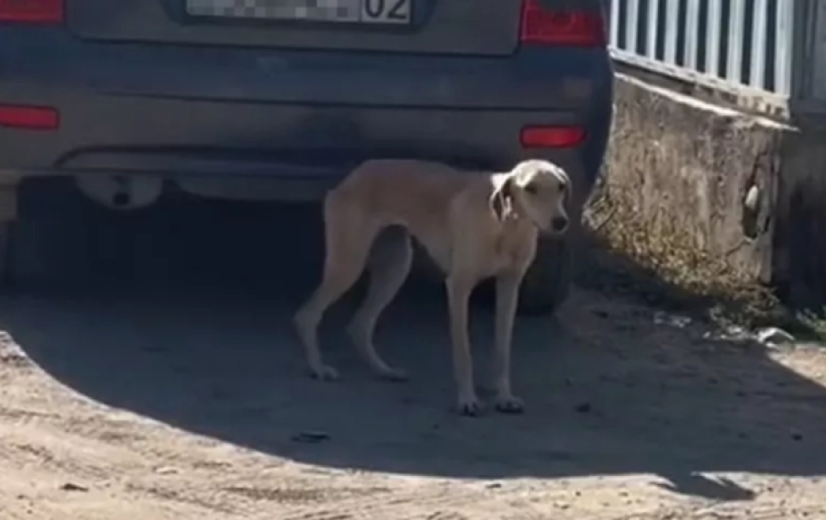 Кадр из видео