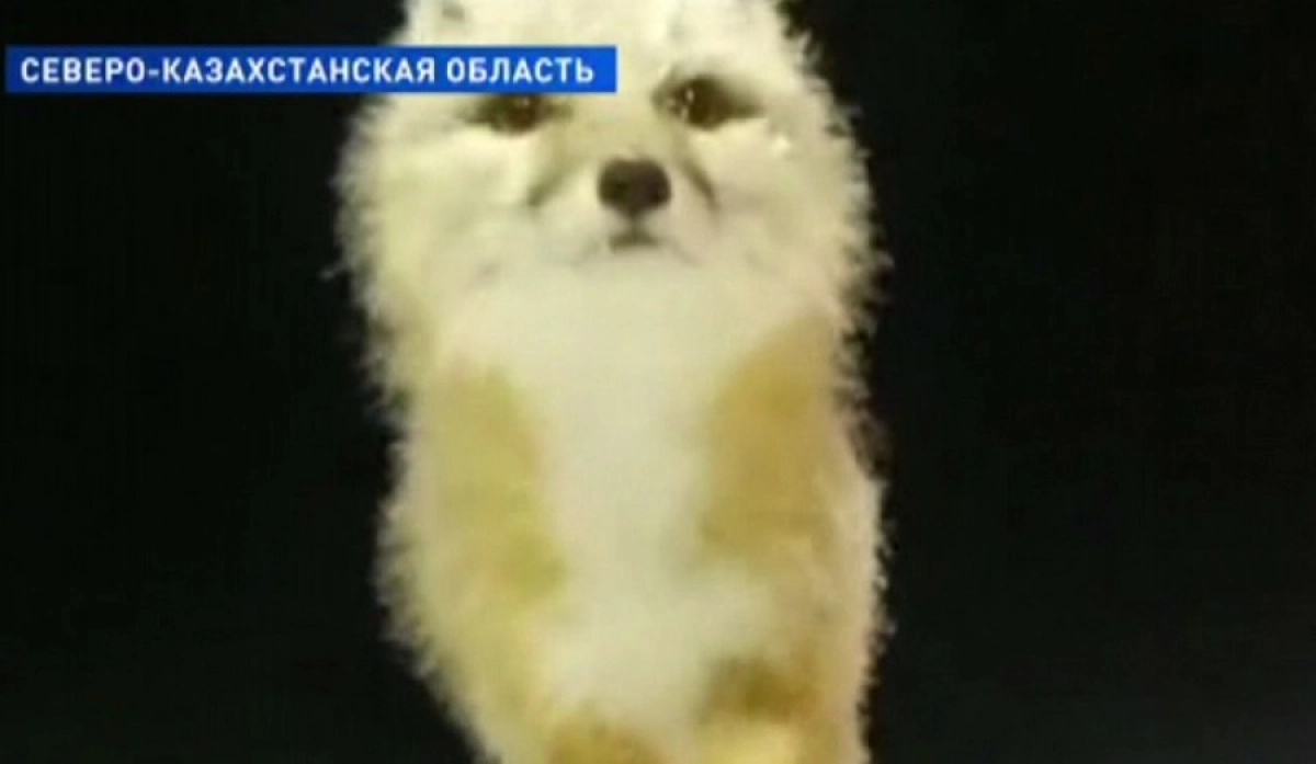 Фото: Кадр из видео