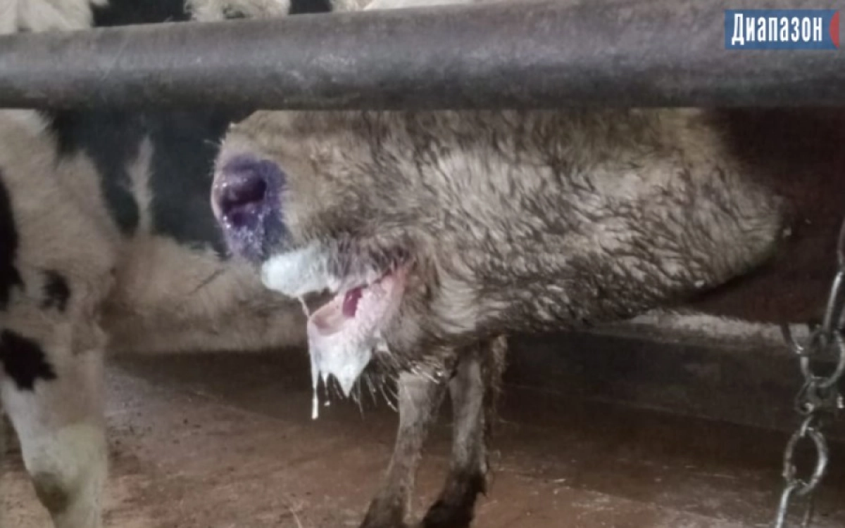 Фото: Диапазон