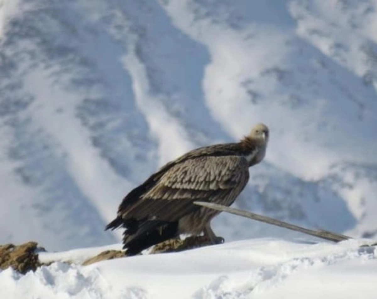 Фото: instagram/altynemel