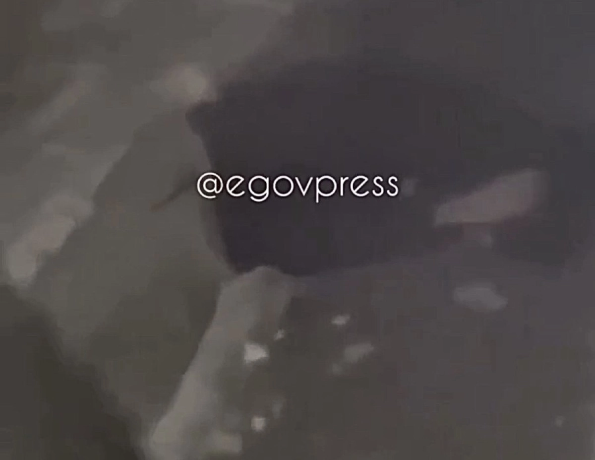 Фото: Кадр из видео