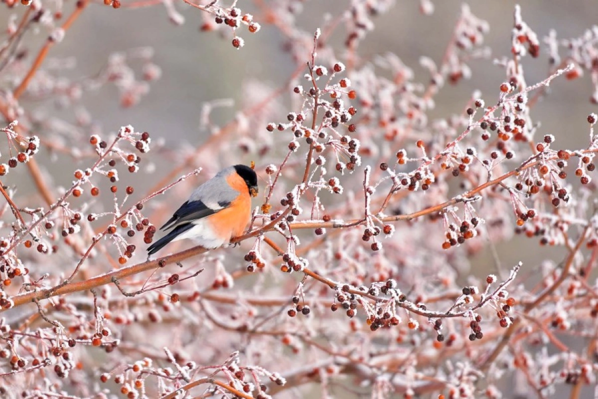 Фото Андрея Куряшкина