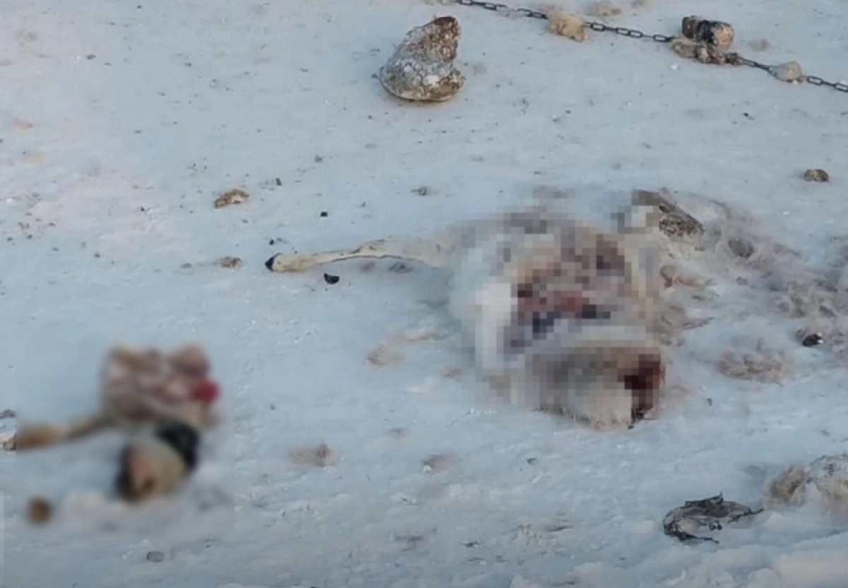 Кадр из видео