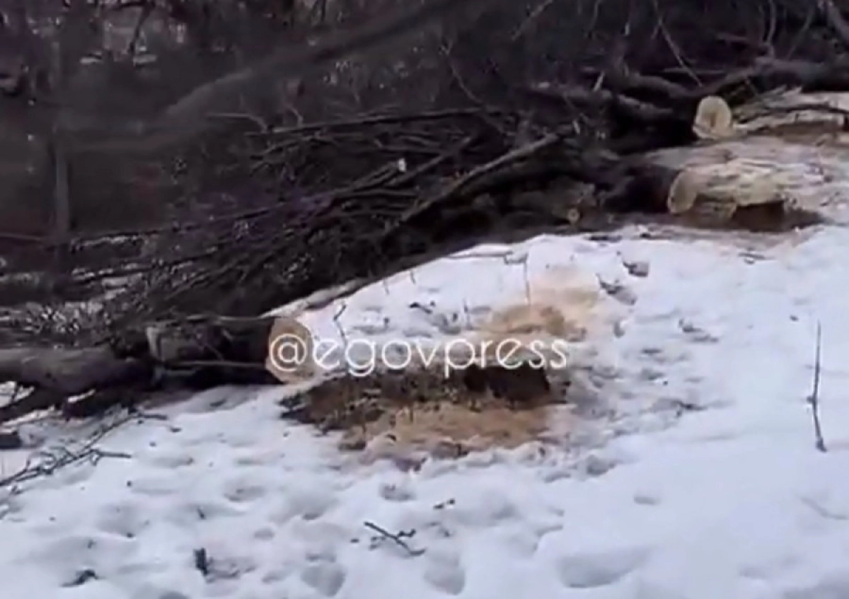 Кадр из видео