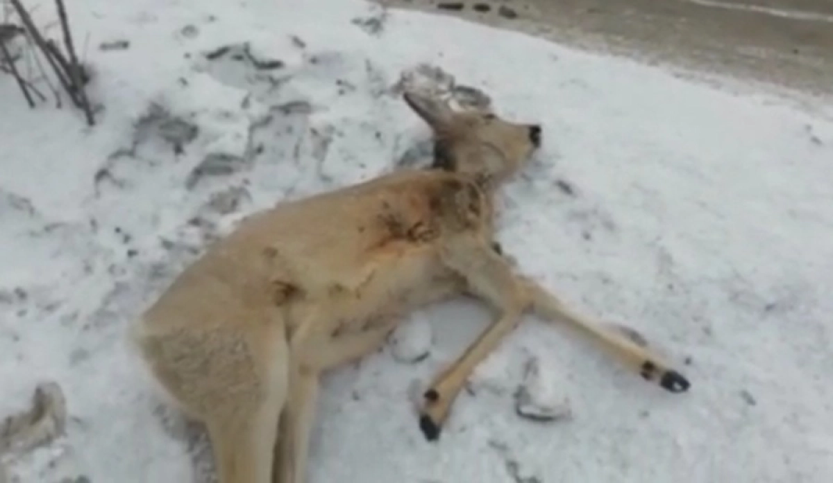 Фото: Петропавловск.news