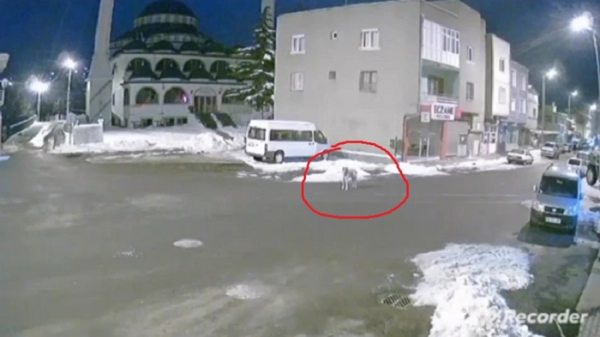 Фото: Кадр из видео