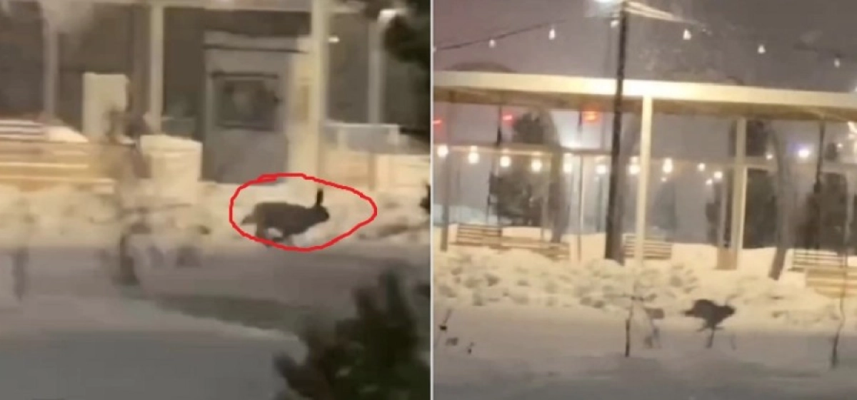 Фото: Скриншот видео