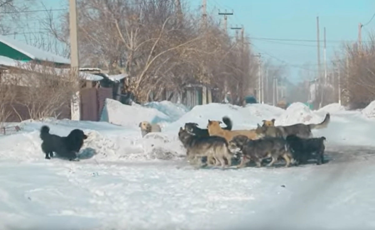 Кадр из видео