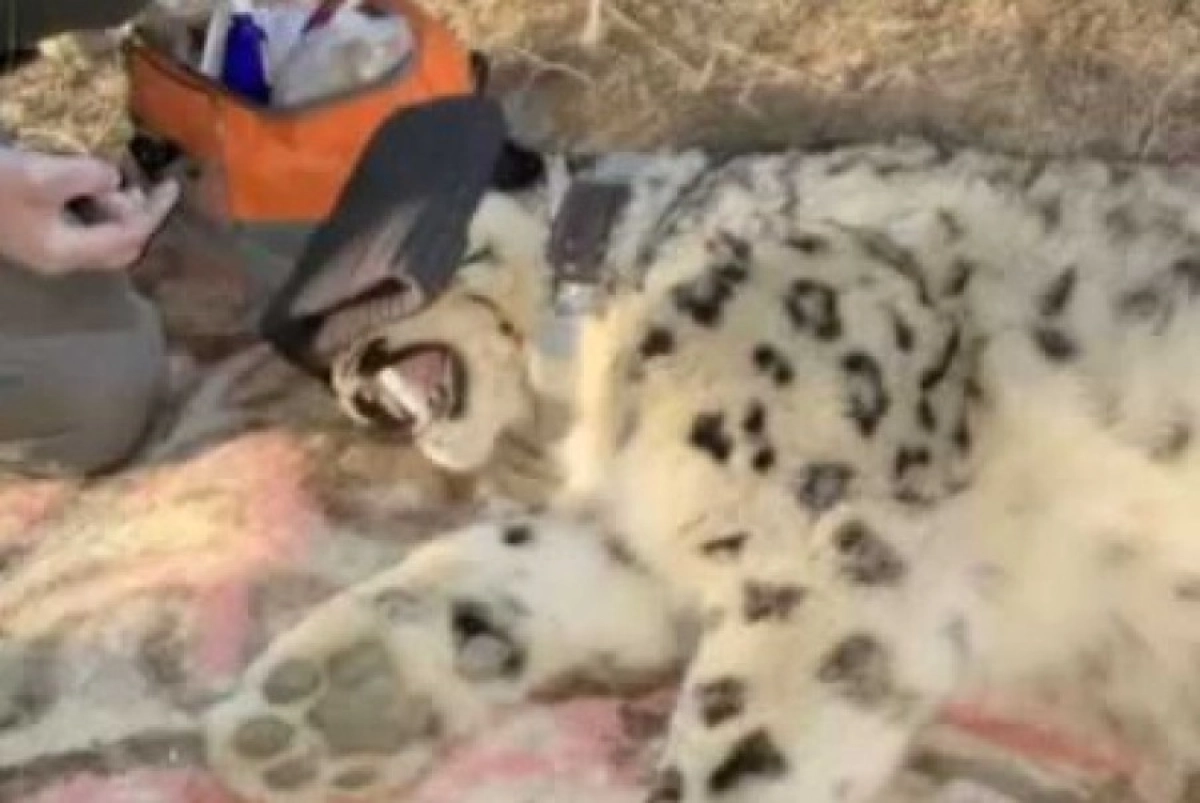 Фото: tazy005/Instagram