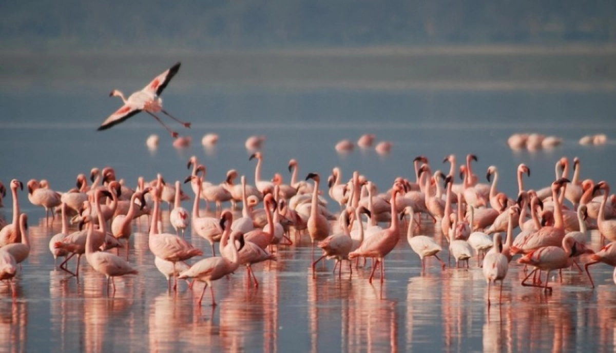 Фото: pixabay.com