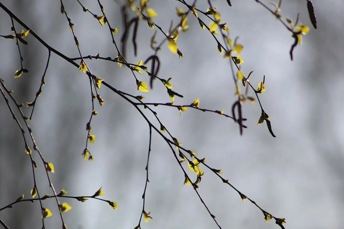 Фото: pixabay.com