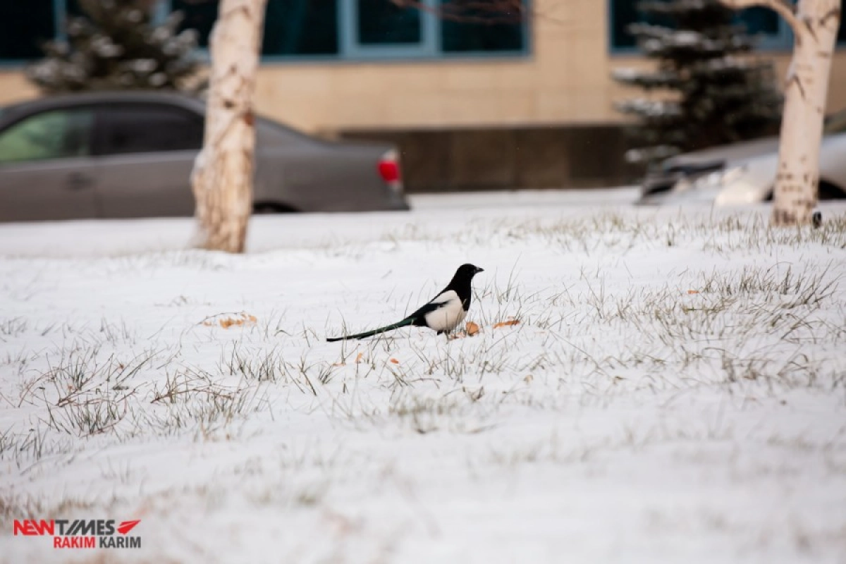 Фото: ИА «NewTimes.kz»