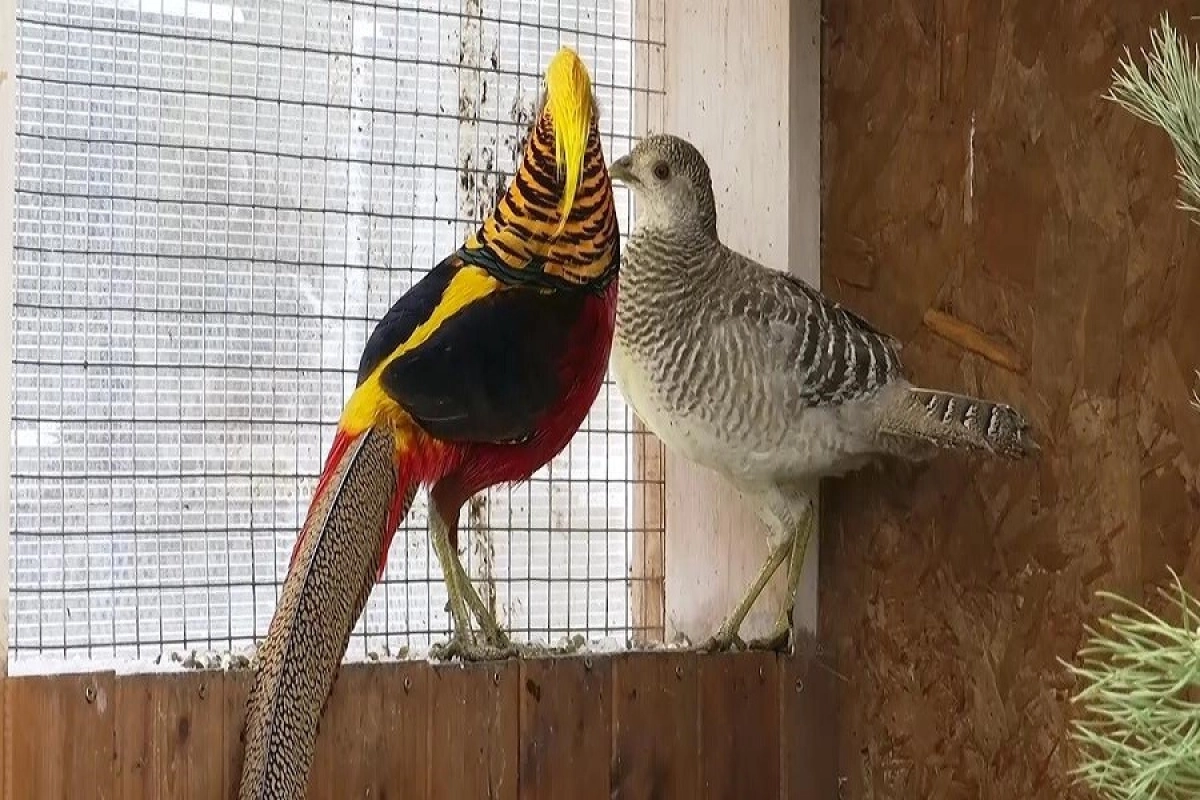 Фото: astanatv.kz