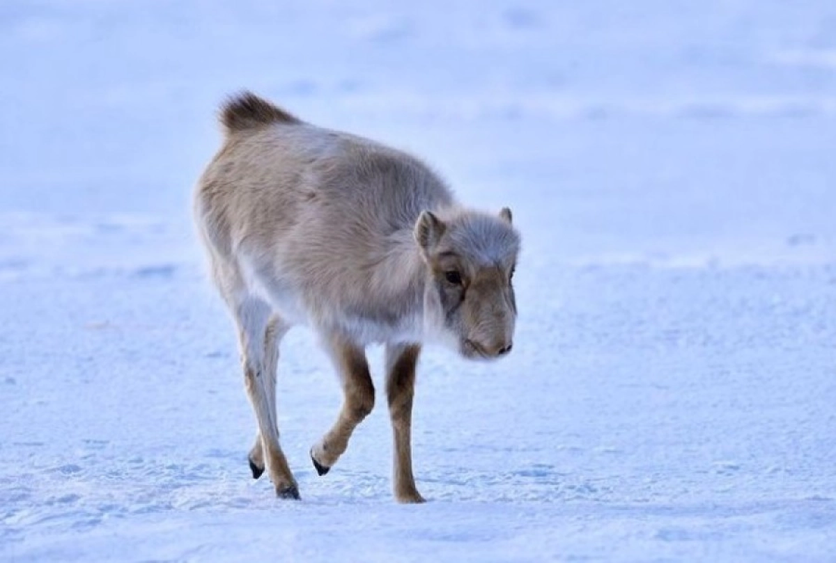 Фото: ohotzooprom.kz/Instagram