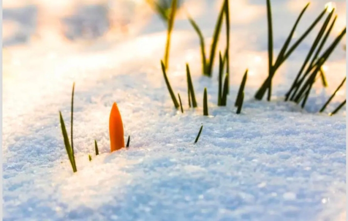 Фото:  «ИА New Times»