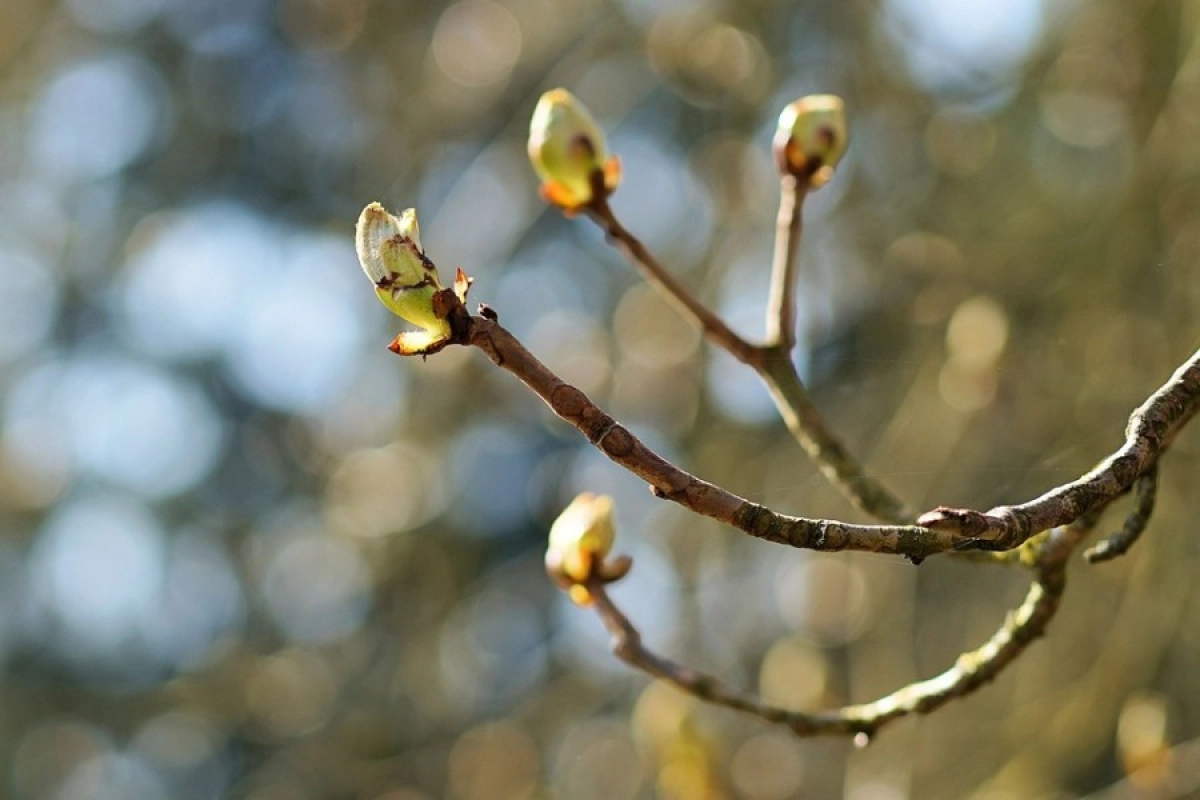 Фото: pixabay.com