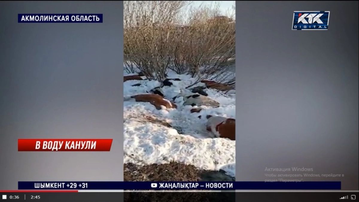 Скриншот с видеосюжета КТК