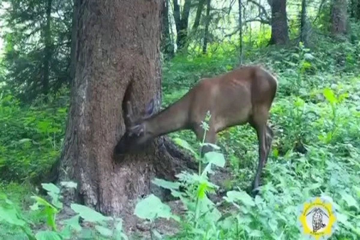 Фото: t.me/EcologyofQazaqstan