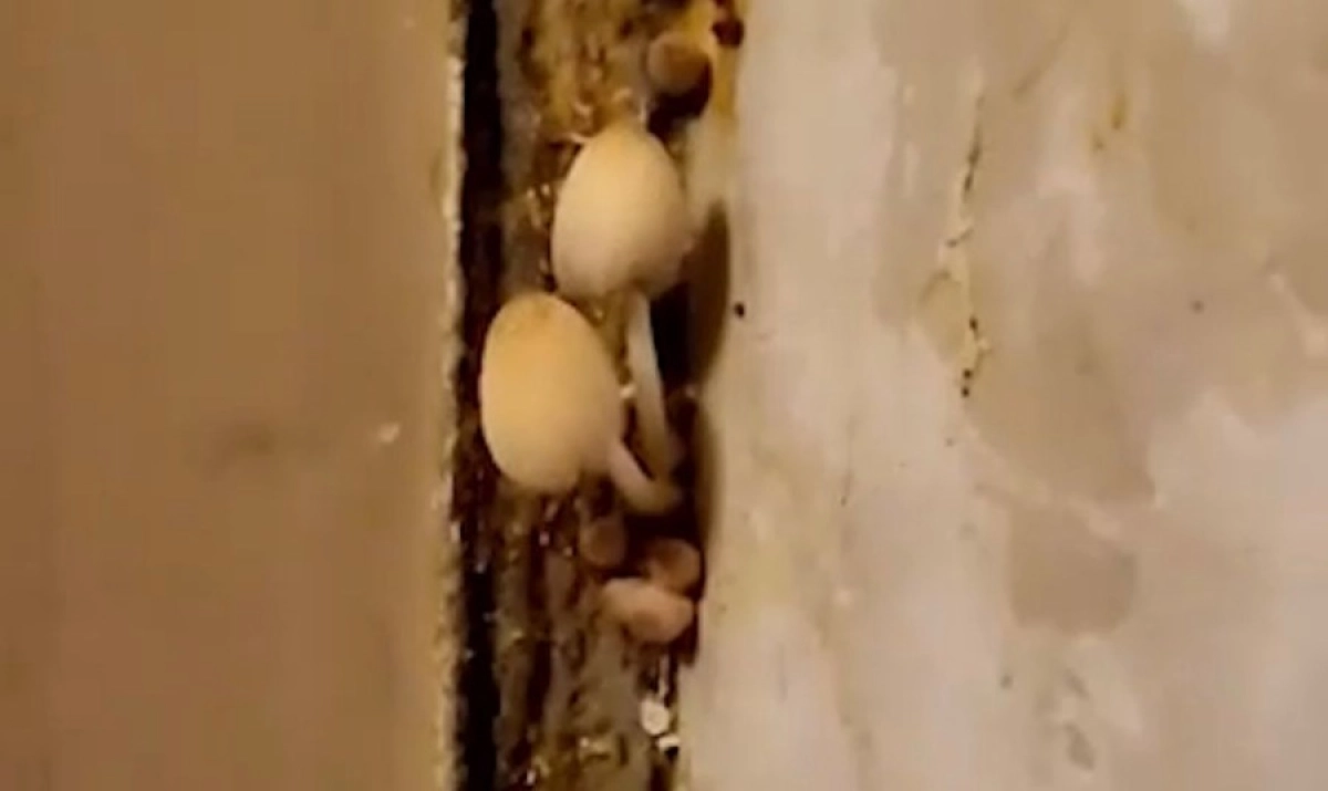 Фото: кадр из видео