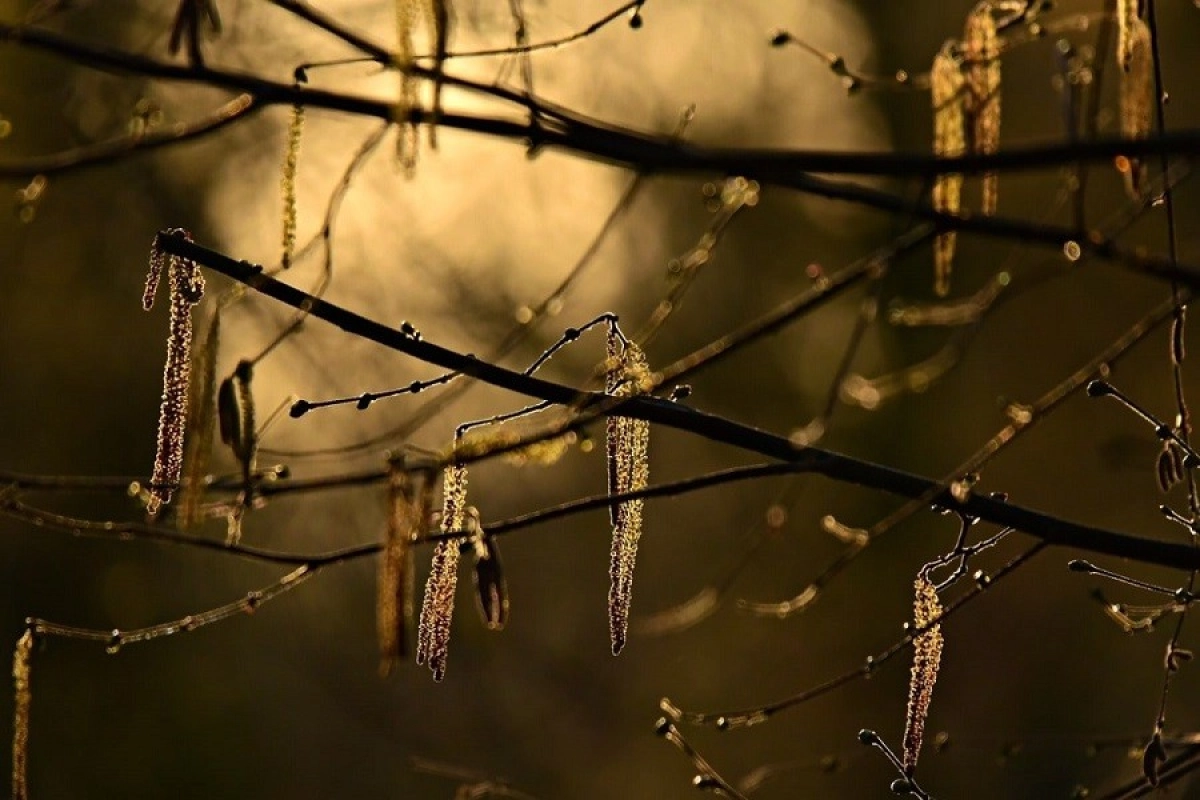 Фото: pixabay.com