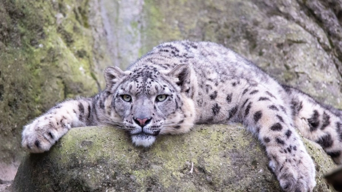 Фото: © Flickr / Cloudtail the Snow Leopard