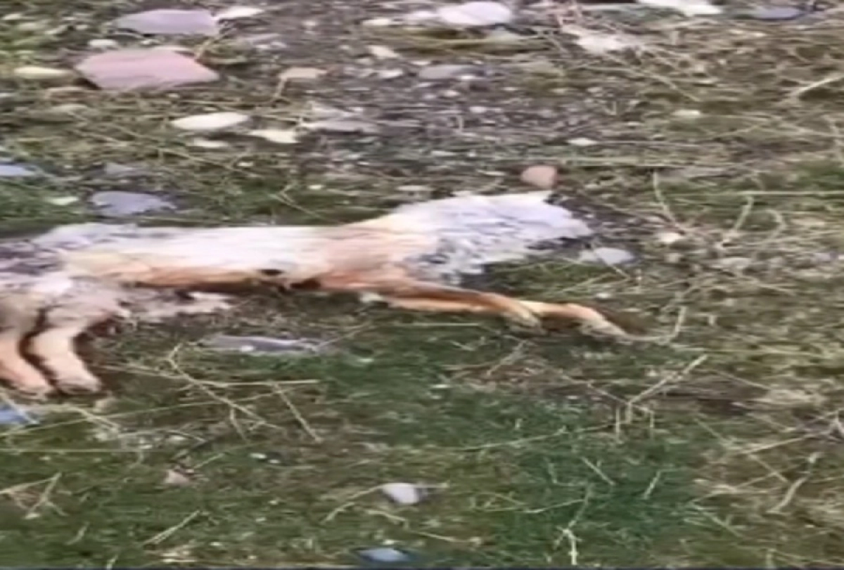 Кадр из видео