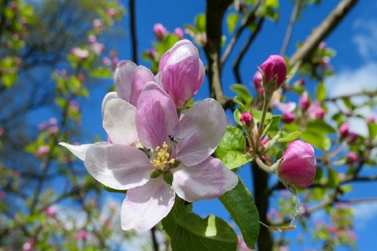 Фото: pixabay.com