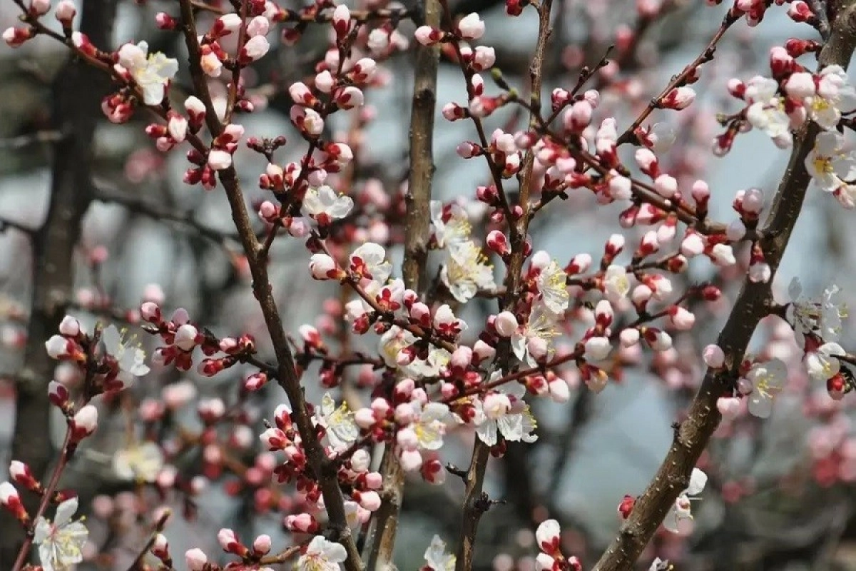 Фото: pixabay.com