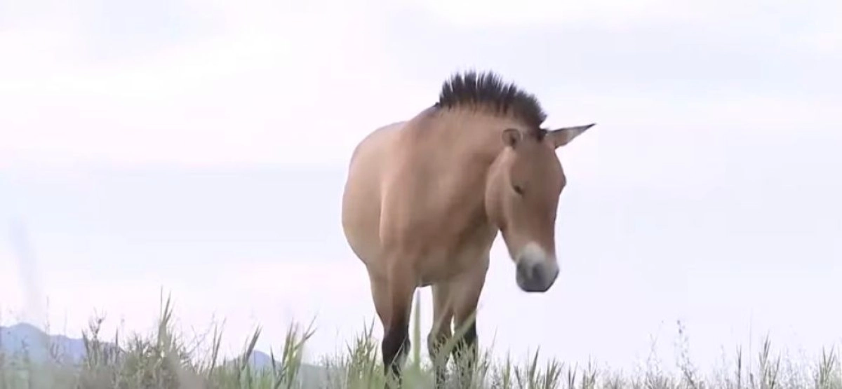 Фото: кадр из видео