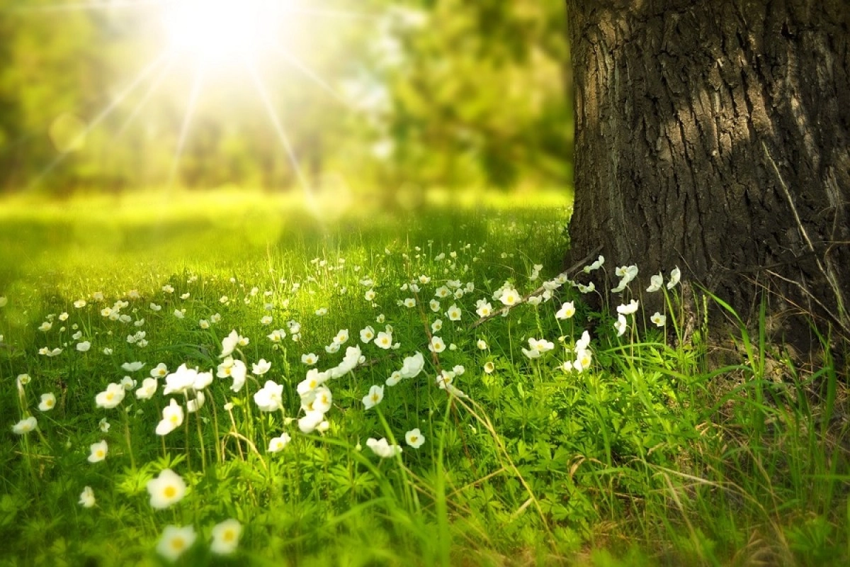 Фото: pixabay.com
