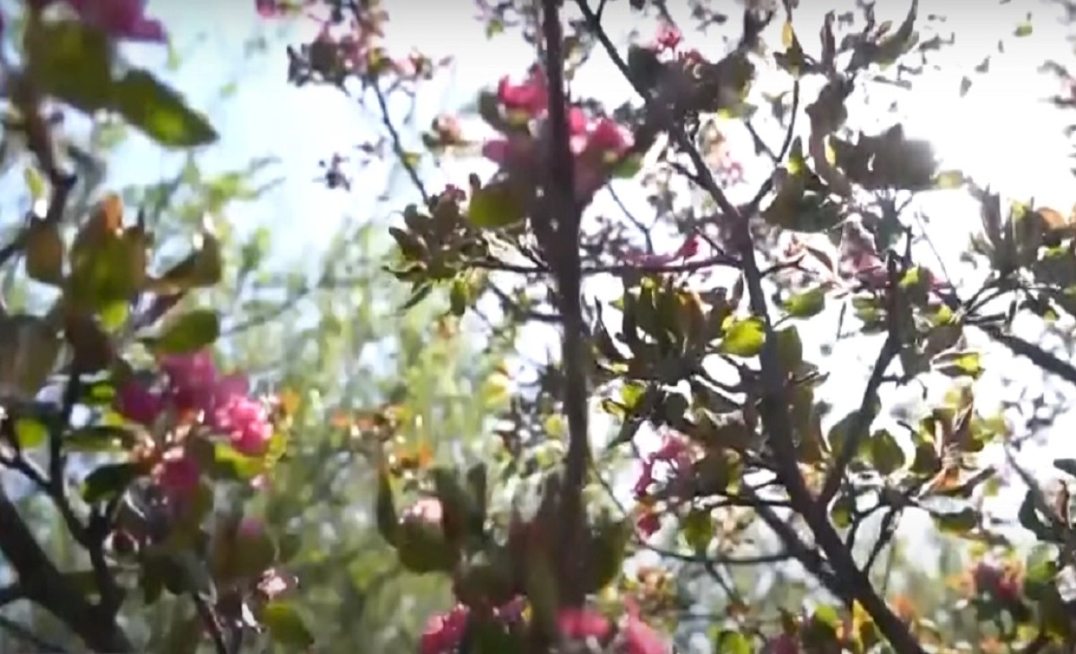 Кадр из видео