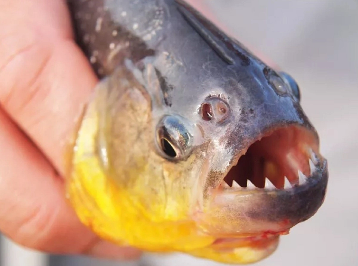 Фото: ISTOCK / GETTY IMAGES PLUS