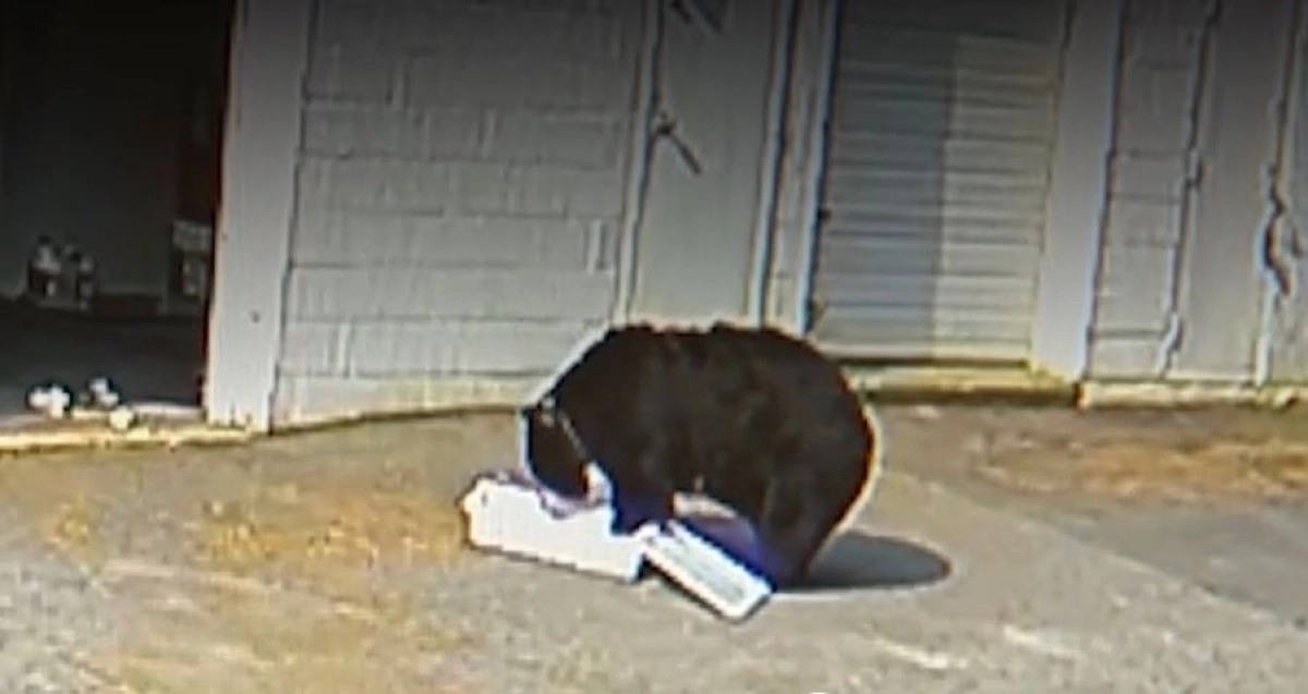 Фото: кадр из видео