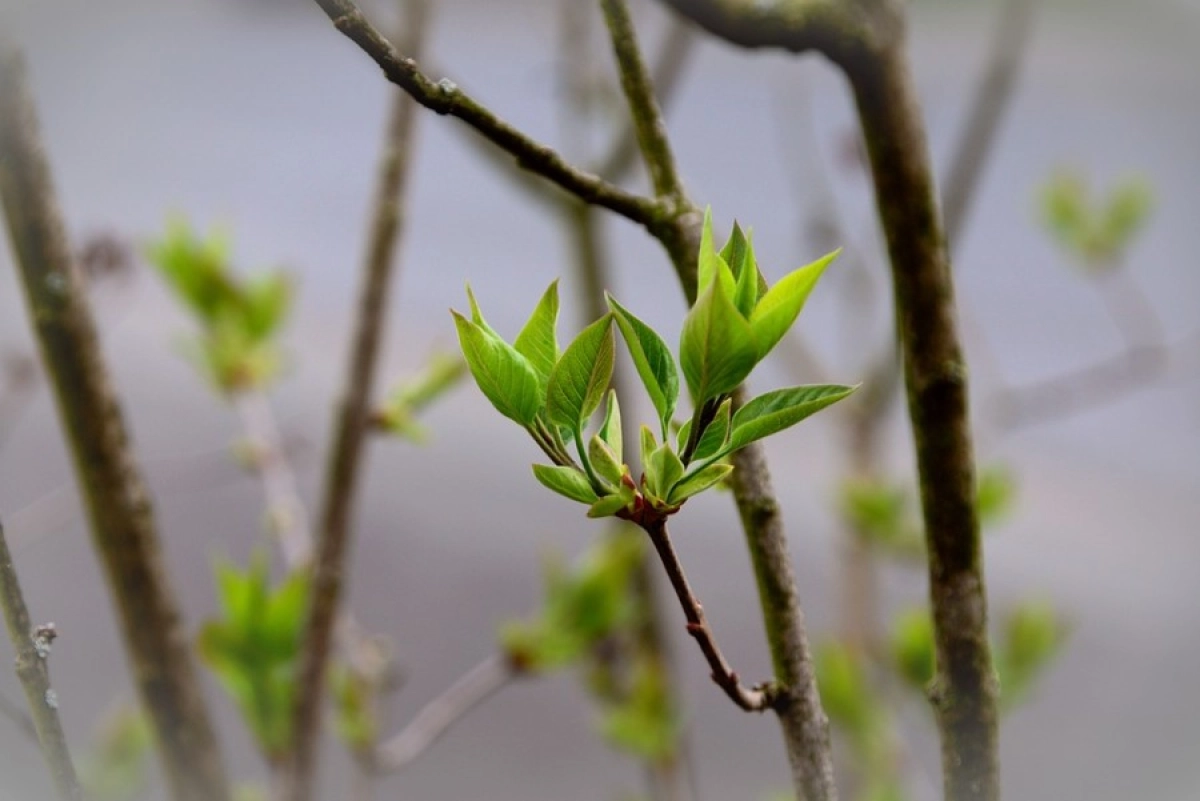 Фото: pixabay.com
