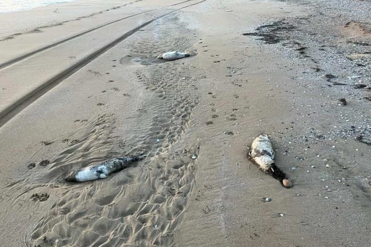 Фото: пресс-служба Комитета рыбного хозяйства РК