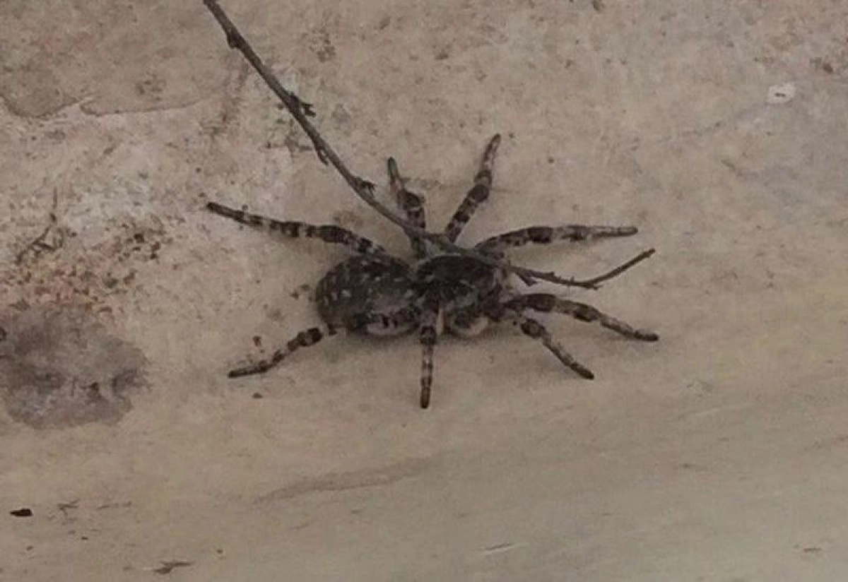 Фото: instagram/mamocki_uralska07