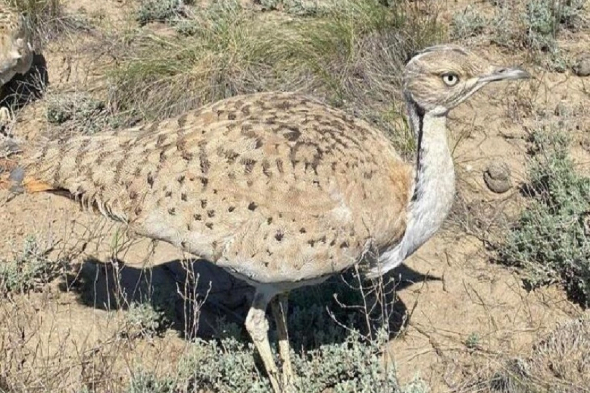 пресс-службы министерства экологии и природных ресурсов Казахстана