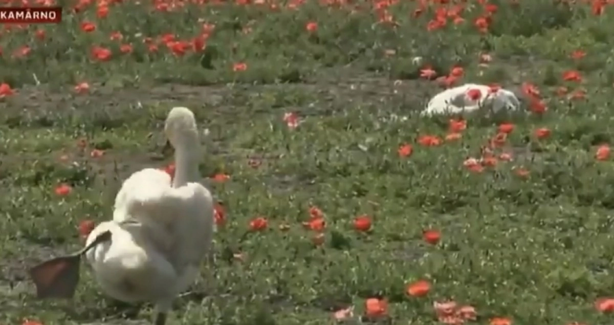 Фото: кадр из видео