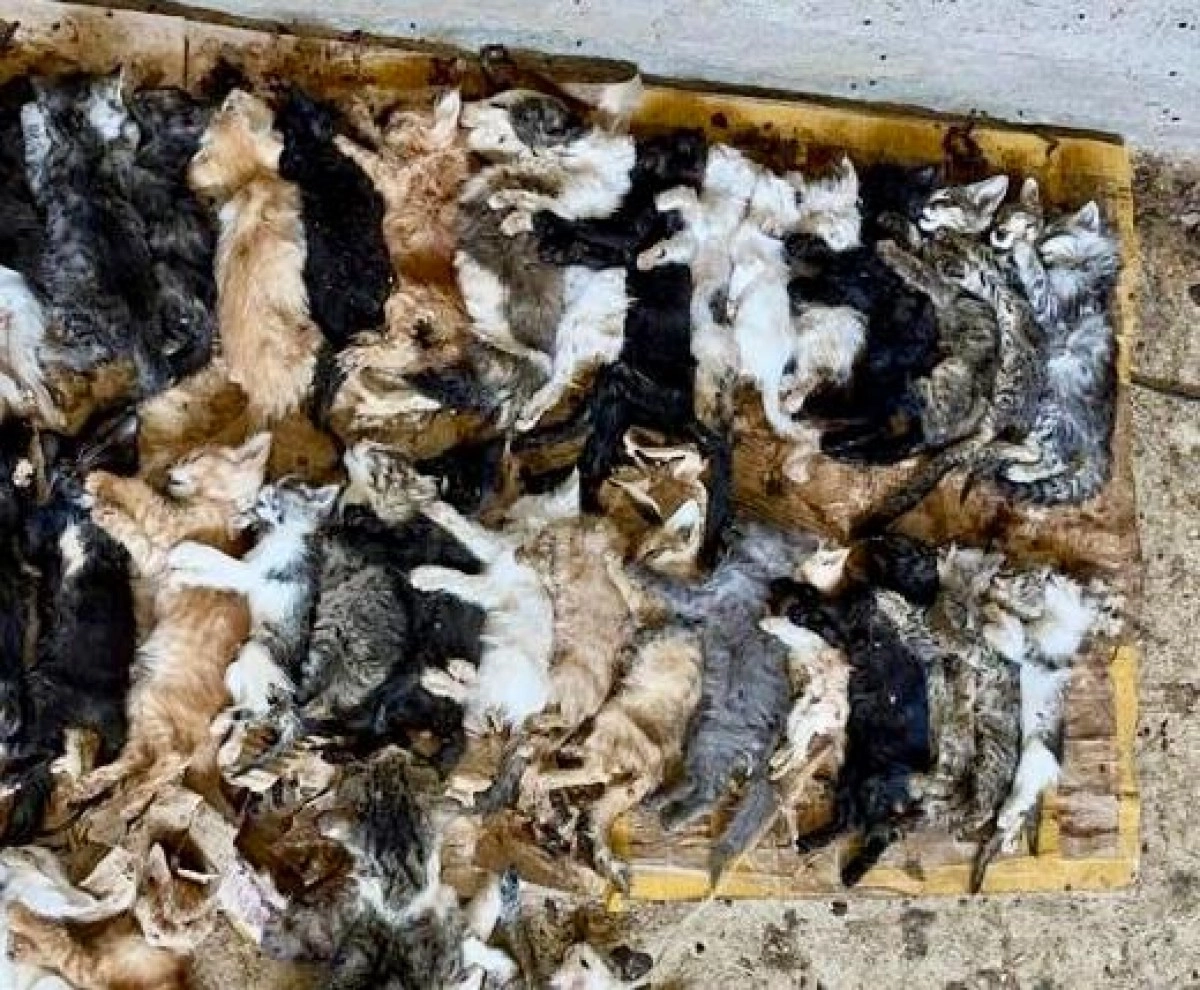 Фото: instagram/inucobo_kz