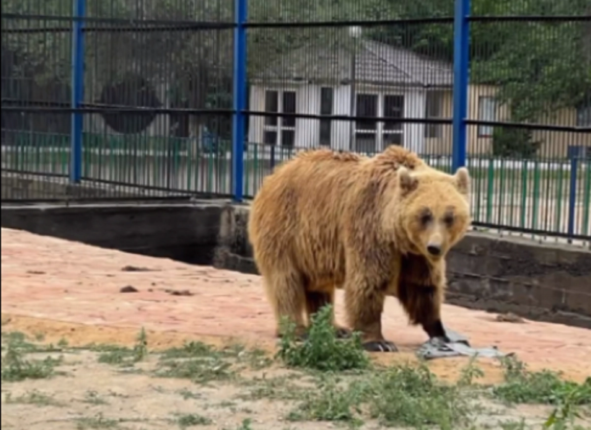 Кадр из видео