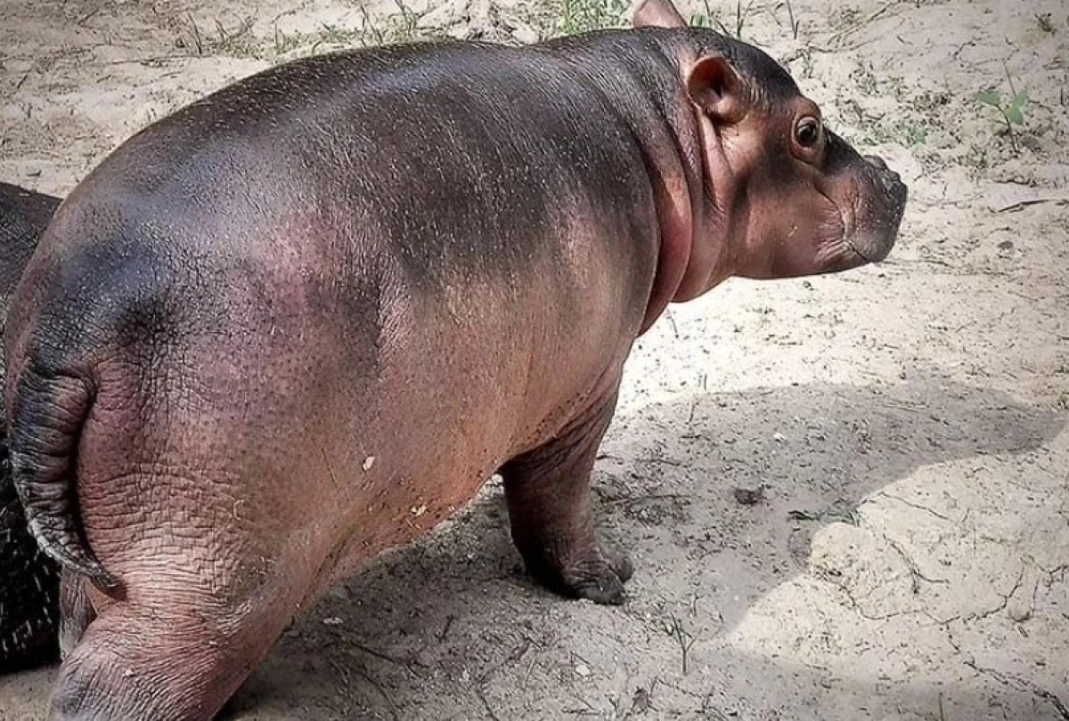 Фото: зоопарк Алматы/Михаил Сорокумов