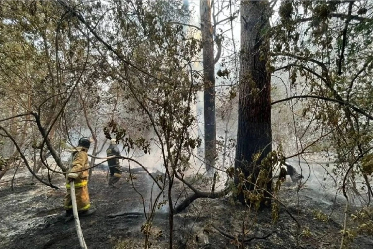 Фото: ustinka.kz